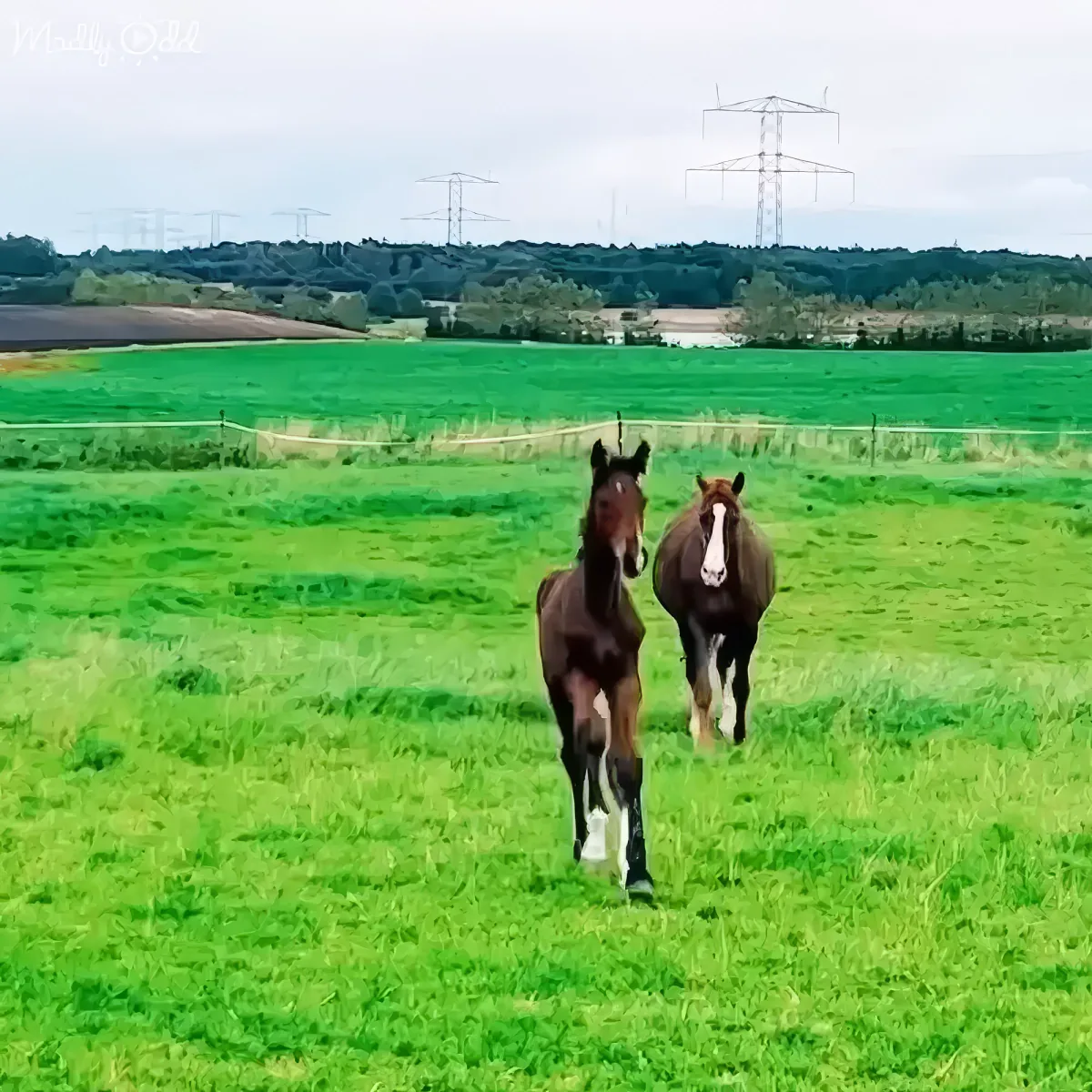 Two horses run side by side in a lush green field, with power lines and trees in the background.