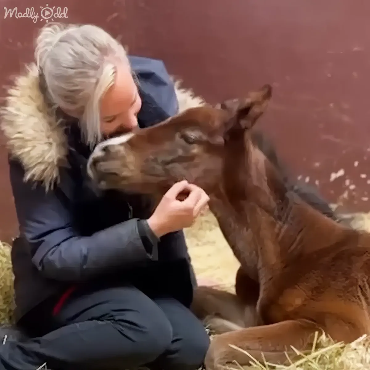 A woman in a winter coat is kneeling and interacting affectionately with a young brown horse.