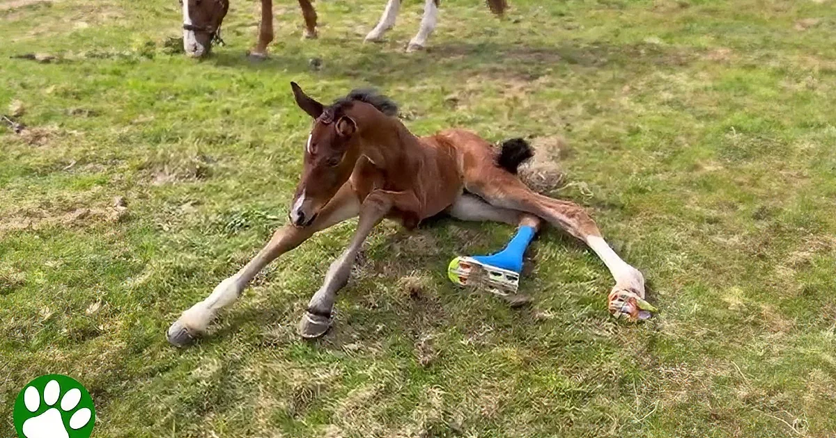 Baby Horse Goes From Struggling Foal to Joyful Sprinter in a Tale of Triumph