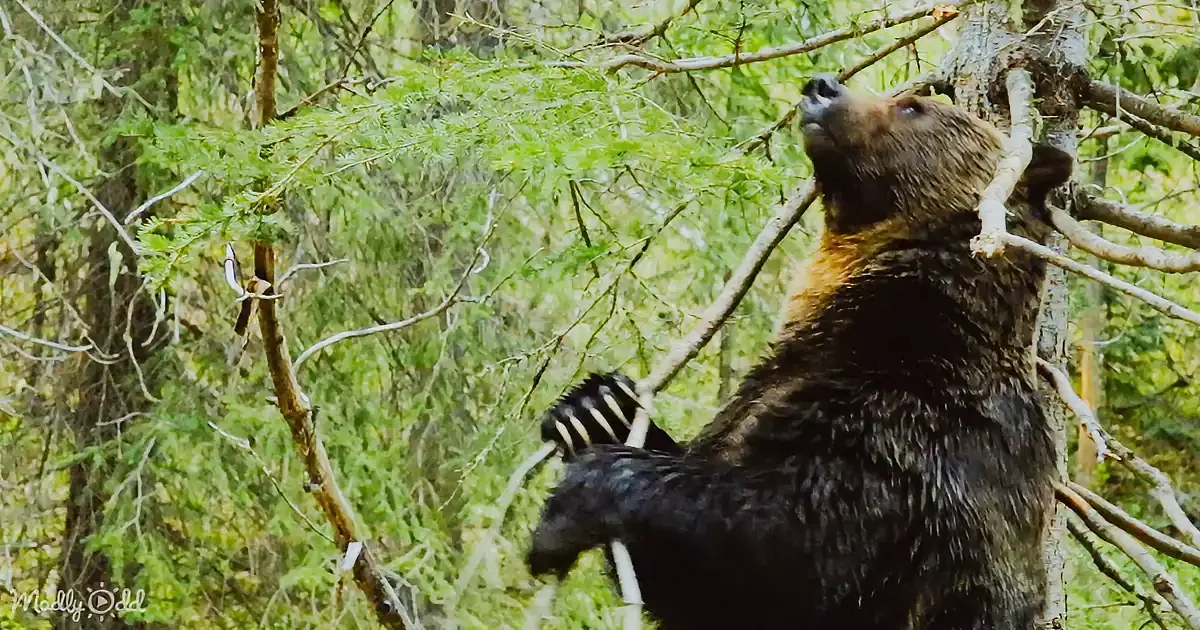 A bear stands in a forest, leaning against a tree, with its mouth open and a paw raised.