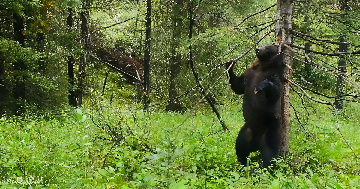 A bear stands on hind legs, holding a branch in its mouth, surrounded by dense green forest.