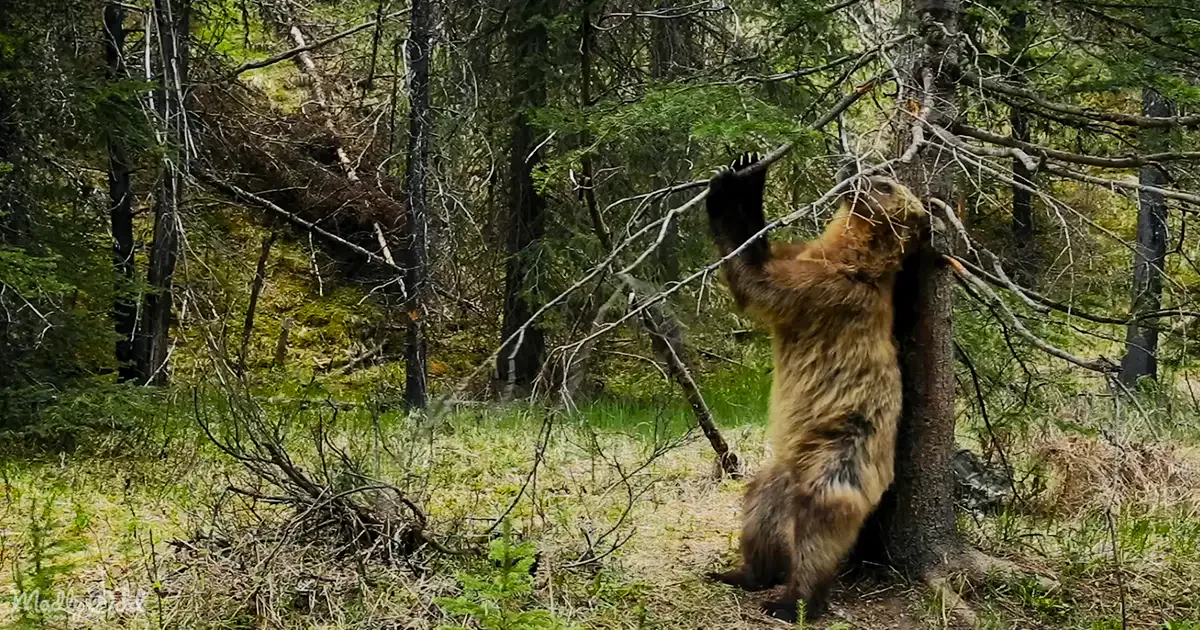 A brown bear stands on its hind legs, reaching up to a tree branch in a forested area.