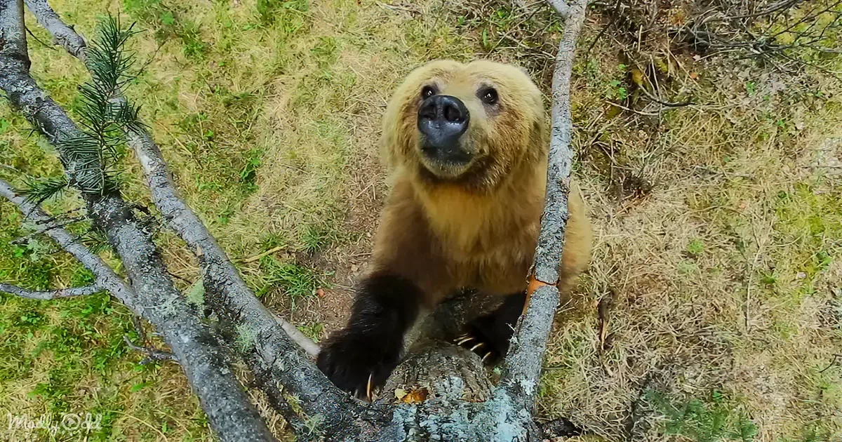 Dancing Bears Shed Winter Coats in Forest Dance Ritual