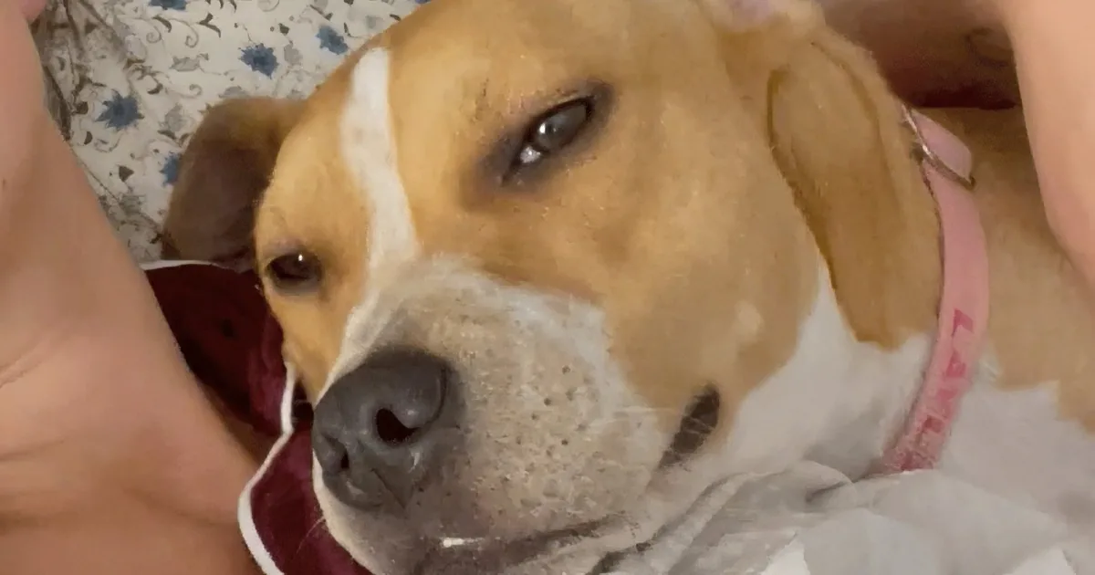 Woman Saves Dog and Loses Boyfriend in Tailwagging Love Story