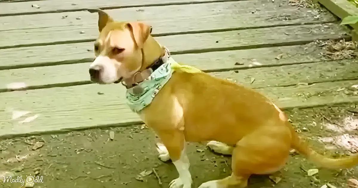 A light brown dog wearing a green bandana stands on a wooden deck, looking to the side.