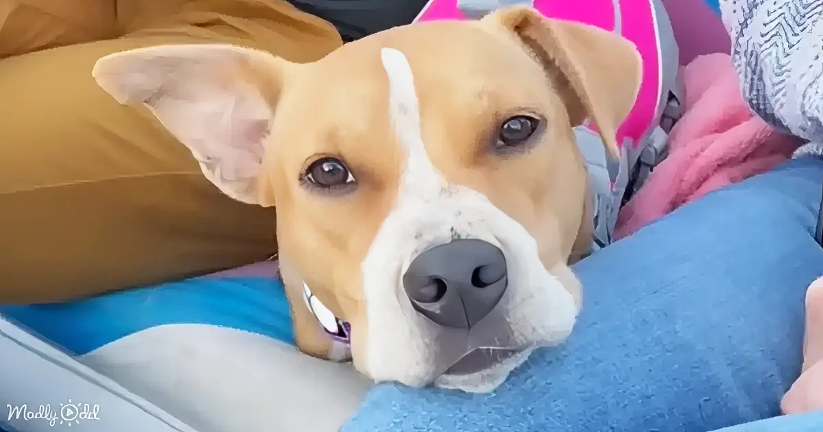 A light brown and white dog with a white stripe down its face rests its head on a blue cushion, looking directly at the...