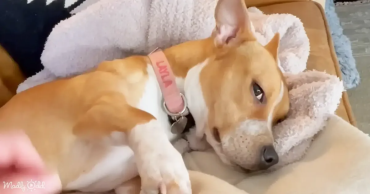 A tan and white dog with a pink collar named Layla rests on a soft, plush bed.