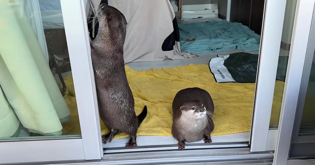 Otter's Adorable Dance to Festival Drums Lights up Social Media