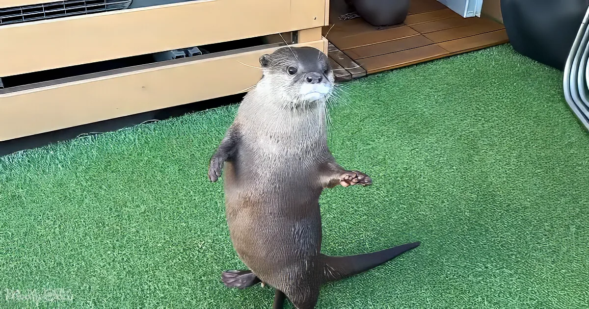 An otter stands on its hind legs on a green artificial turf, looking up with whiskers visible.