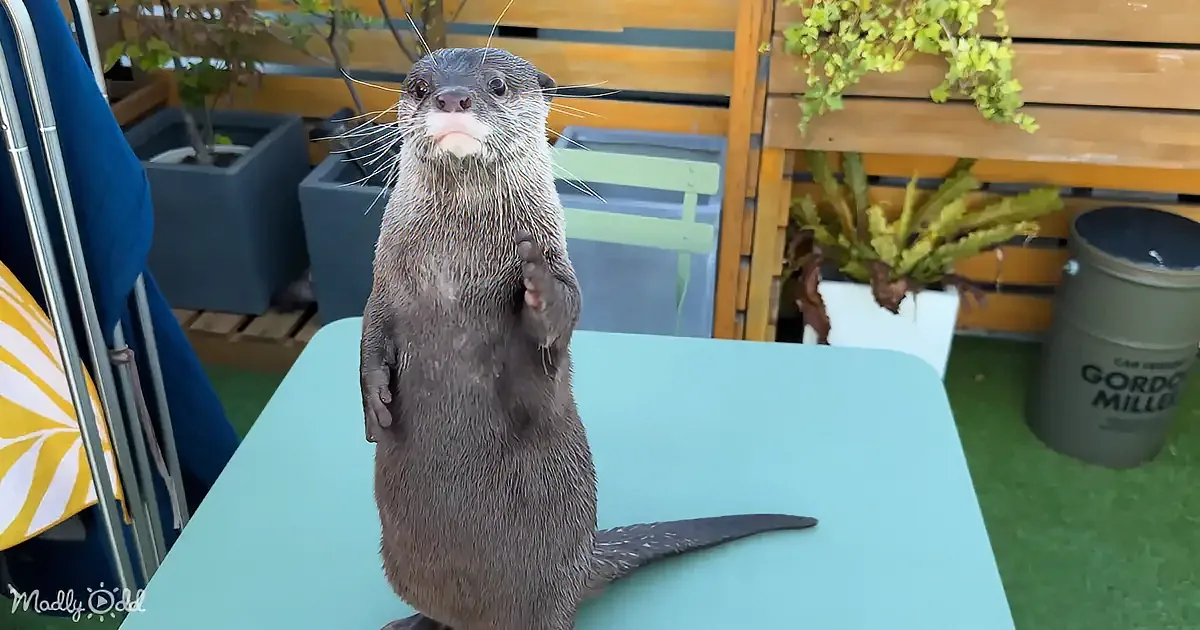 An otter stands on a table, raising its front paws, surrounded by plants and wooden furniture.