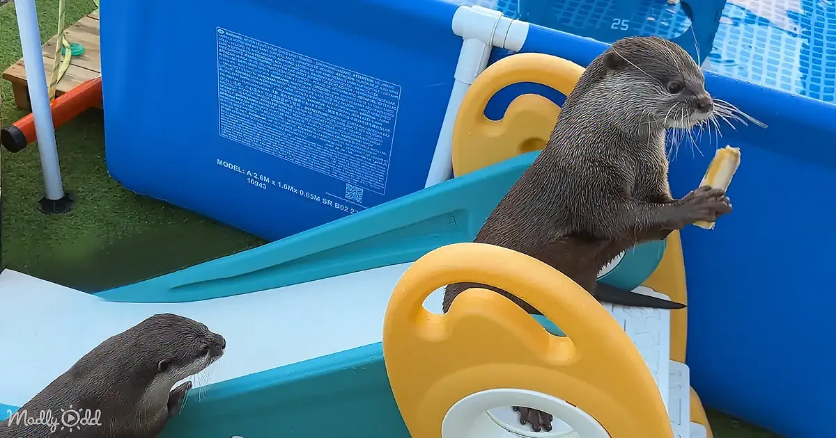 An otter stands on a yellow slide holding a banana, while another otter looks on in a blue pool.
