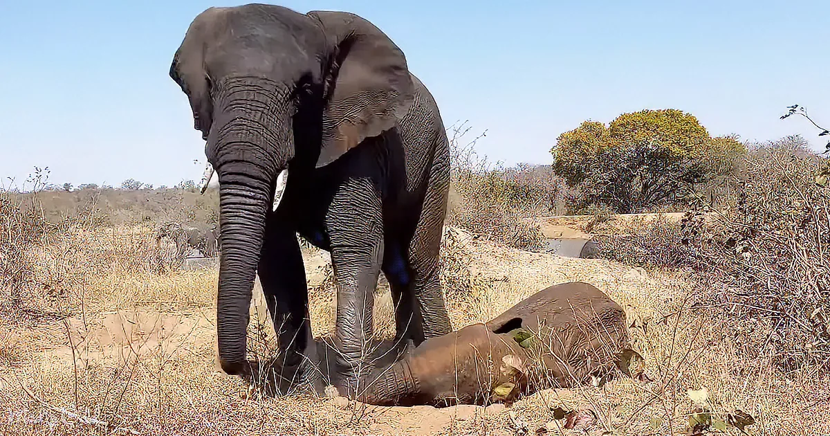 An elephant stands over a baby elephant lying on the ground in a dry, grassy area with sparse vegetation.