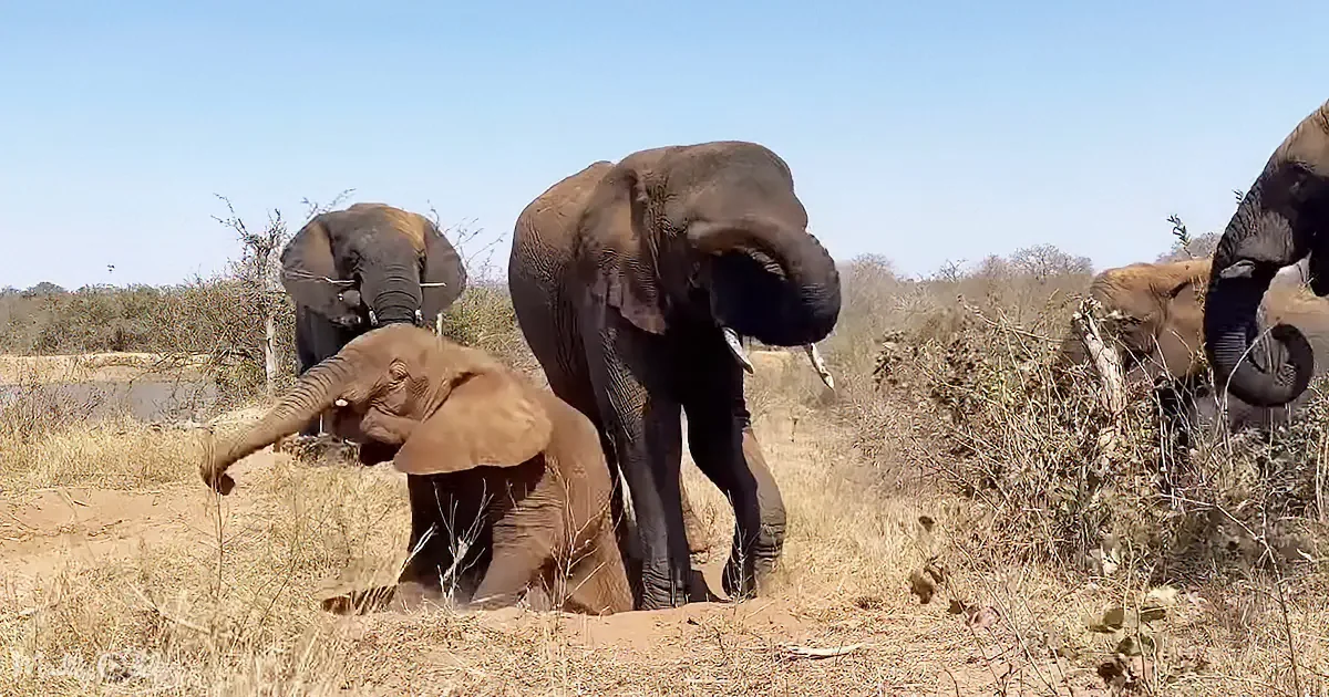 Elephant Duo Share Heartmelting Sand Bath Moments