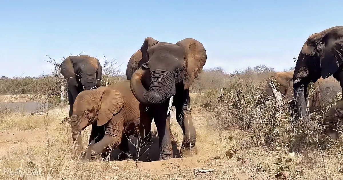 Elephants gather in a dry, grassy area with one elephant holding a bird in its trunk.