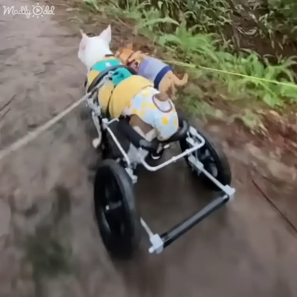 Two dogs in colorful outfits are being pulled in a wheelchair-like contraption on a dirt path.
