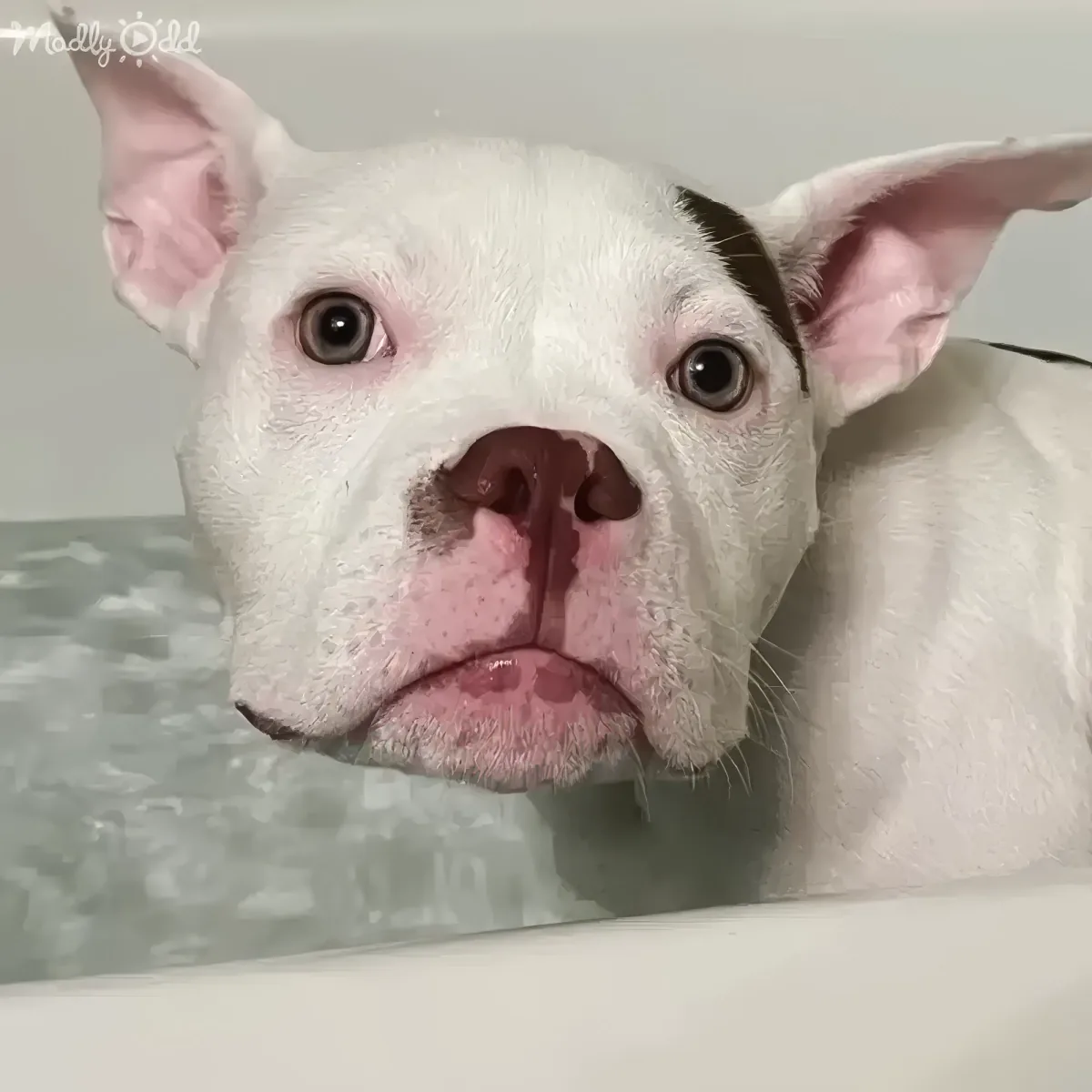 A white dog with pink ears and a pink nose is in a bathtub, looking up with a curious expression.