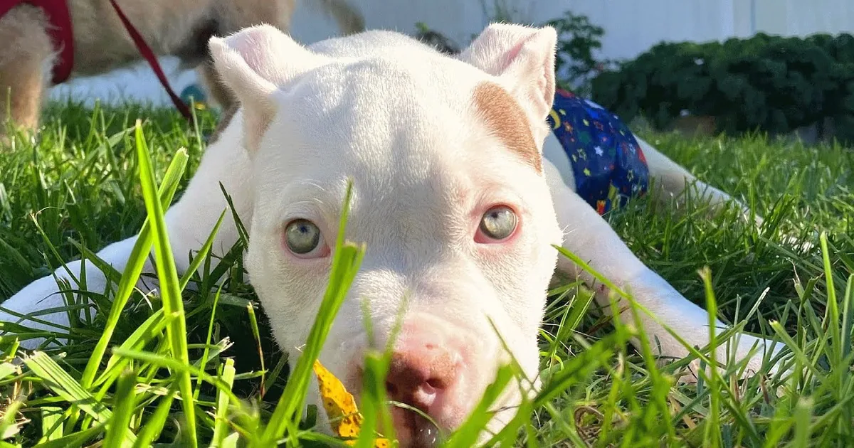 Disabled Dog That 'Shouldn't Exist' Finds Love After 3,000 Mile Journey