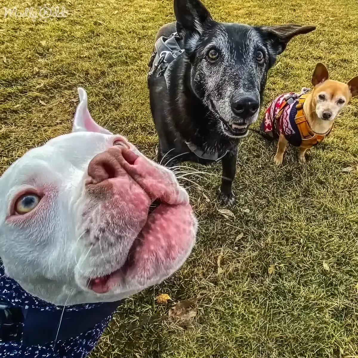 A white dog with a pink nose and blue vest is in the foreground, while two other dogs, one black and one small brown...