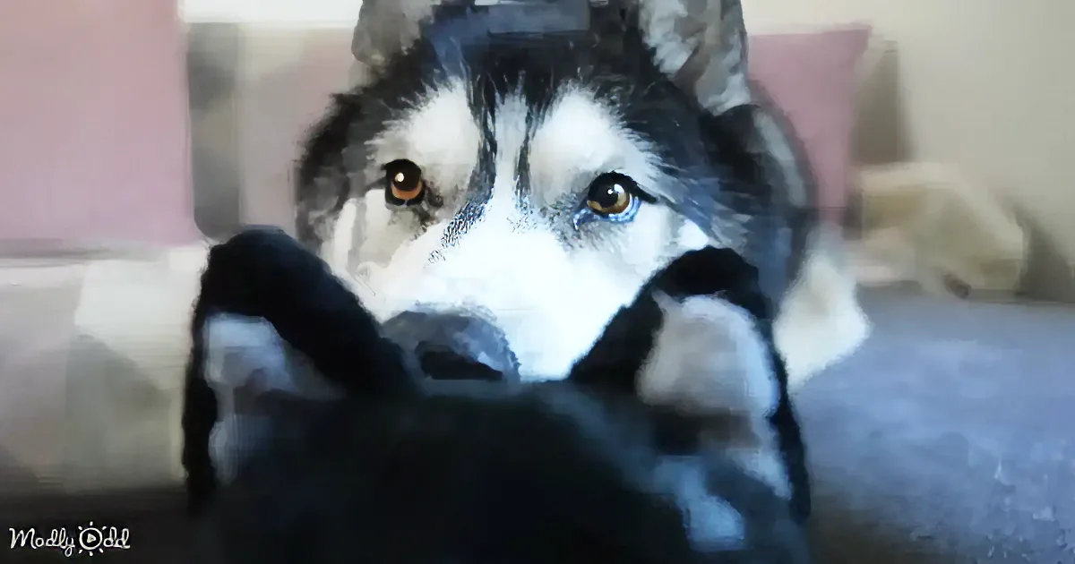 A close-up of a husky dog with striking blue and brown eyes, holding a black object in its mouth.