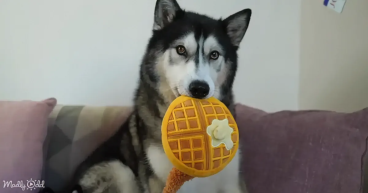 A husky dog holds a toy shaped like a waffle with syrup on it, sitting on a couch.