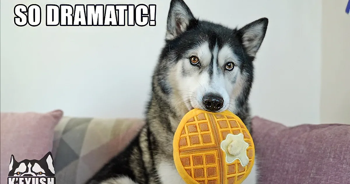 A husky dog lounges on a bed with a stuffed toy and a yellow plush nearby.
