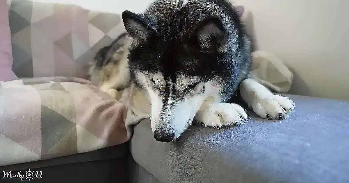 A sleeping husky with a black and white coat rests on a blue surface, with a patterned pillow nearby.