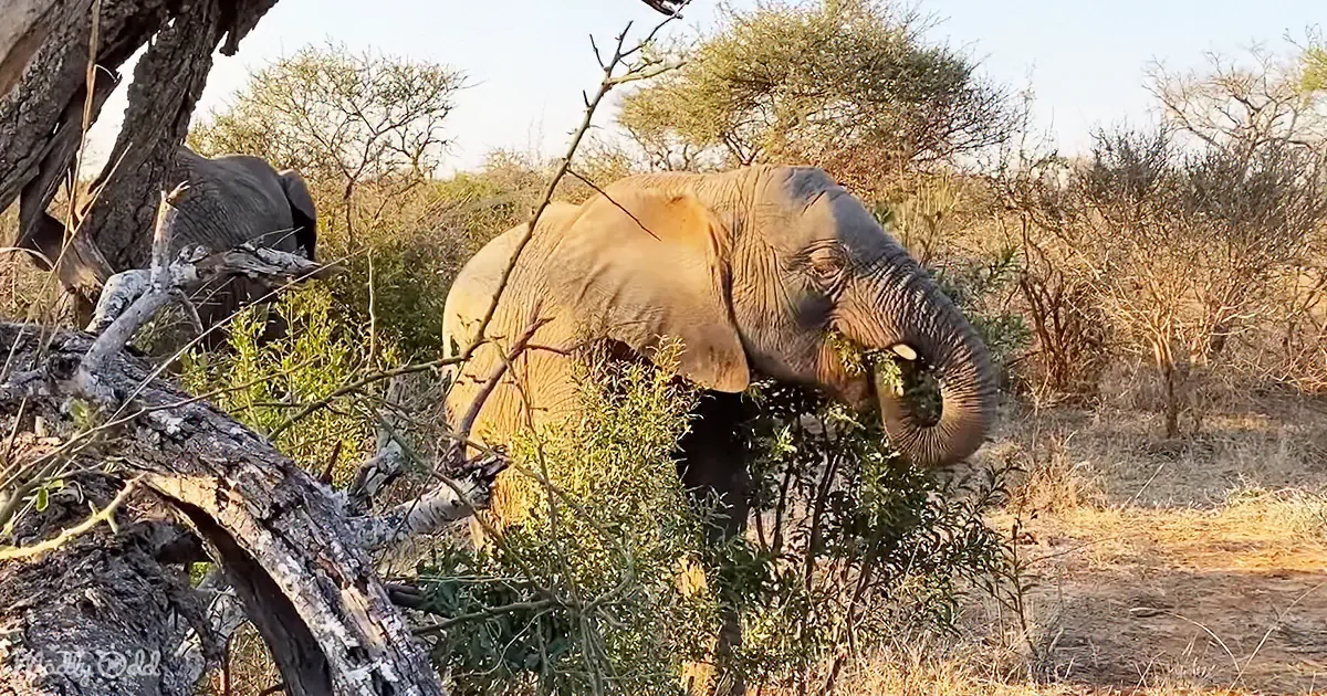 Elephant Foraging Party Turns Into Lush Bush Buffet