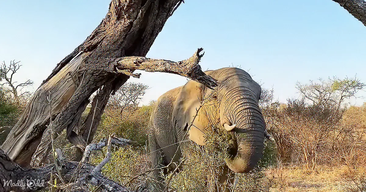 An elephant stands amidst dry vegetation, holding a branch in its trunk, with a large tree in the foreground.