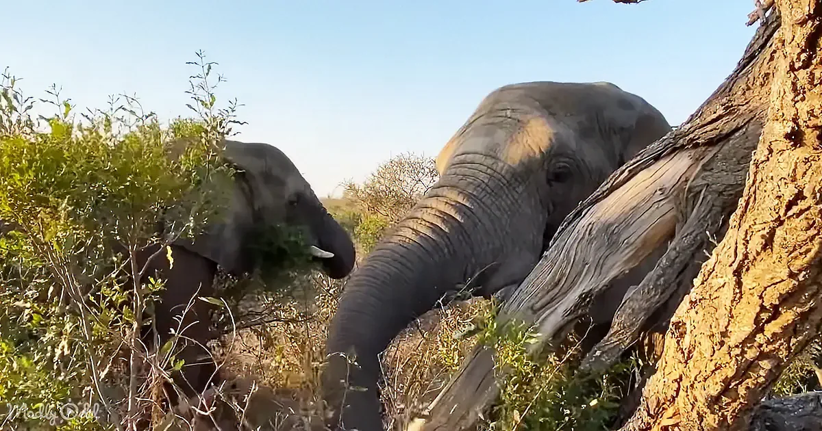 Two elephants are feeding on vegetation in a natural setting, with one using its trunk to reach for leaves.