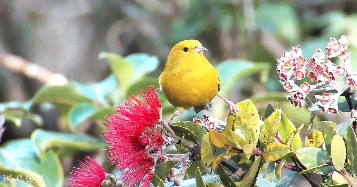 A bright yellow bird perches on a branch with vibrant red flowers and green leaves.