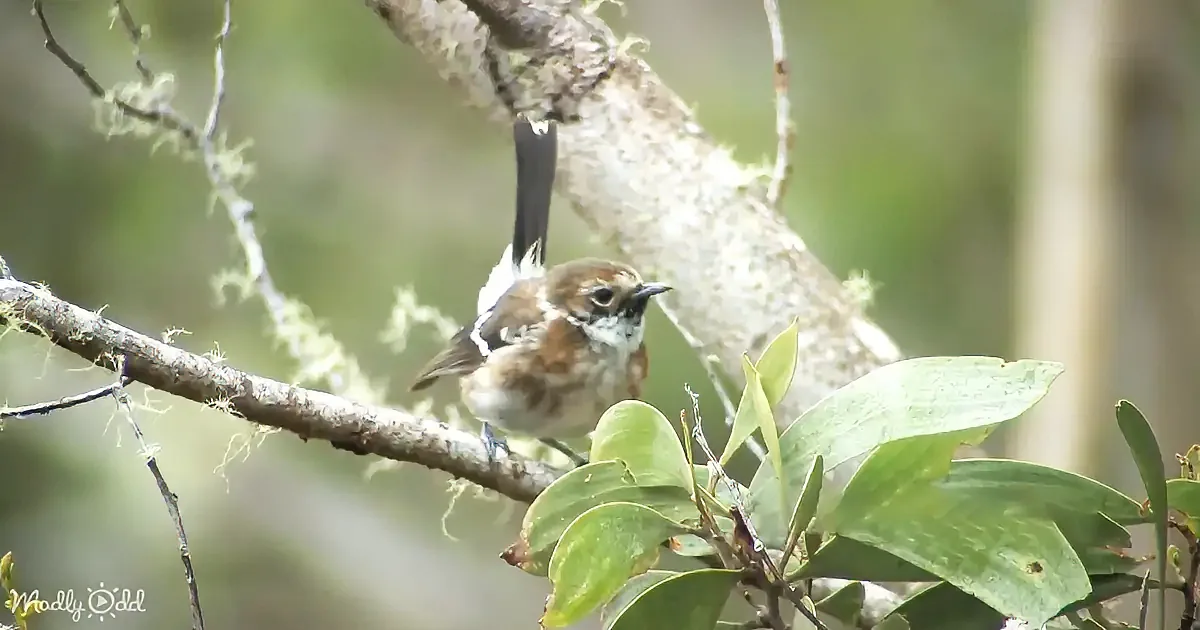 A small brown and white bird perches on a moss-covered branch amidst green foliage.