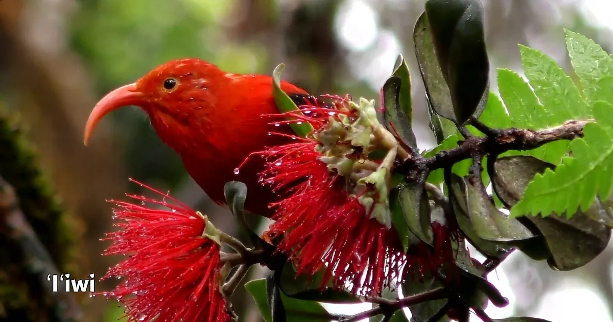 'Jewels of the Forest' - Rare Bird Species With Glistening Plumage Captivates Internet