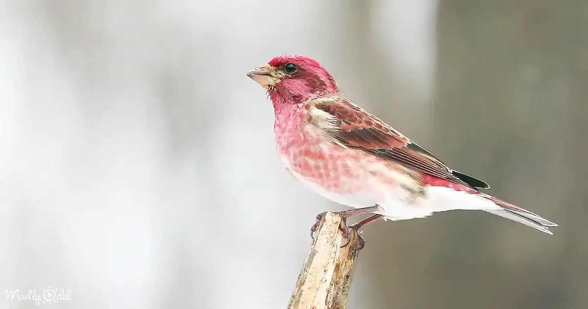 A vibrant red-capped finch perches on a branch, showcasing its distinctive plumage and sharp beak.
