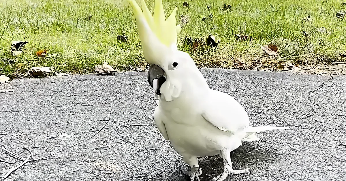 A white cockatoo with a yellow crest stands on a paved path, holding a twig in its beak.