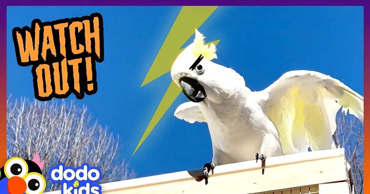 Laughing Cockatoo Sounds Just Like a Witch and Takes Over Halloween