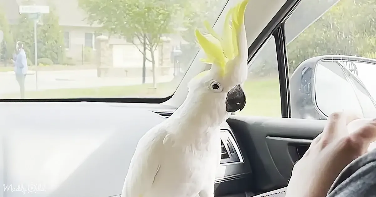 A white cockatoo with a yellow crest perches inside a car, looking out the window.