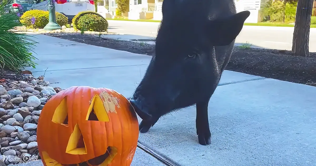 A black dog sniffs a carved pumpkin on a sidewalk, with a house and street in the background.