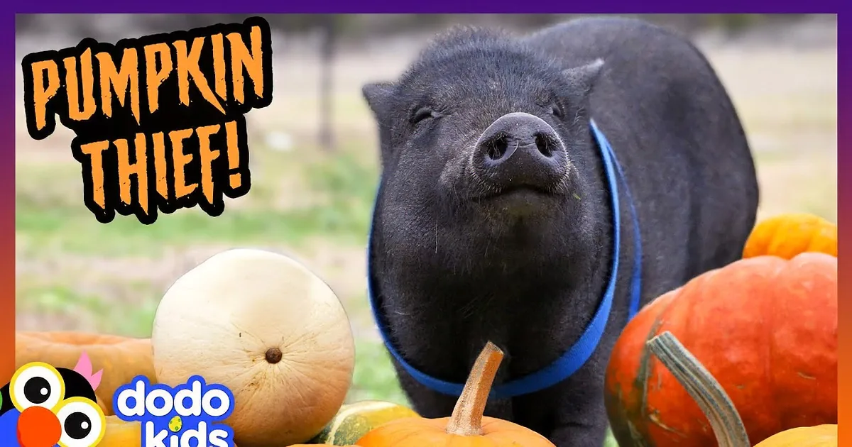 A black pig wearing a blue harness stands amidst pumpkins in a grassy field.