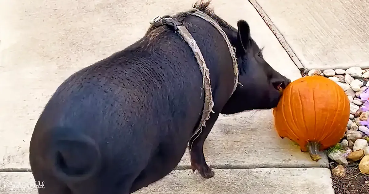 A black pig wearing a harness sniffs a large orange pumpkin on a stone path.