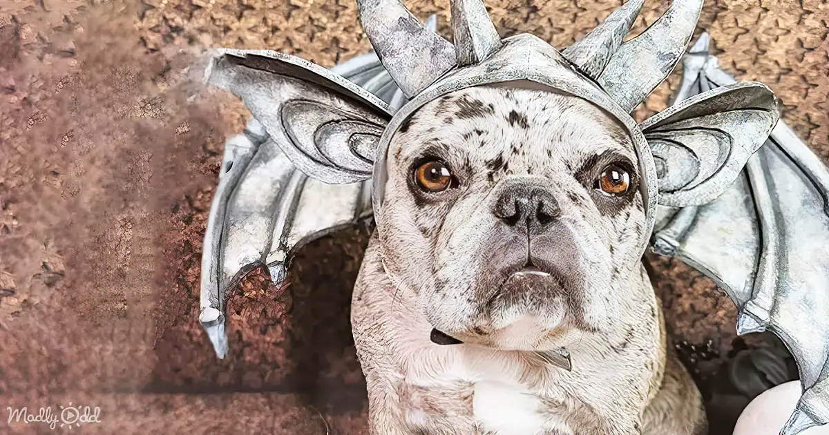 A dog wearing a silver dragon costume with wings and horns, looking directly at the camera.