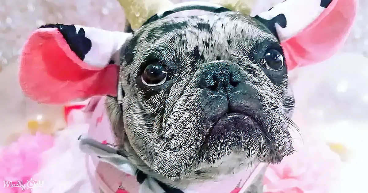 A French Bulldog wearing a pink and black cow-themed headband with a flower, surrounded by pink petals.