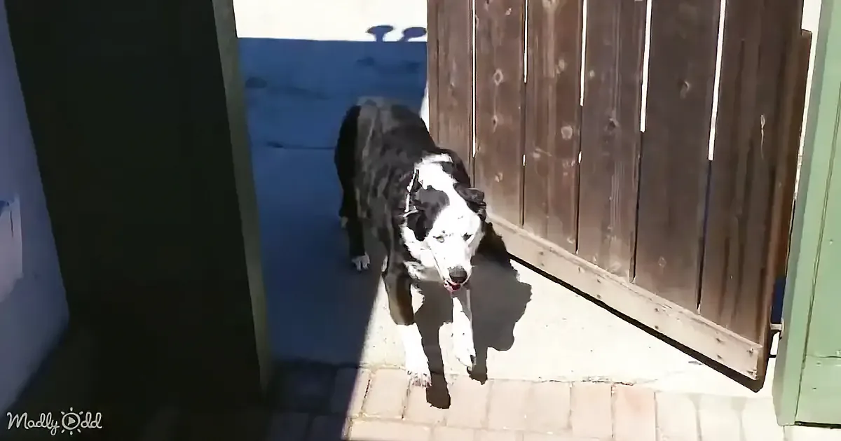 A black and white dog stands near a wooden gate, looking up with its tongue out.