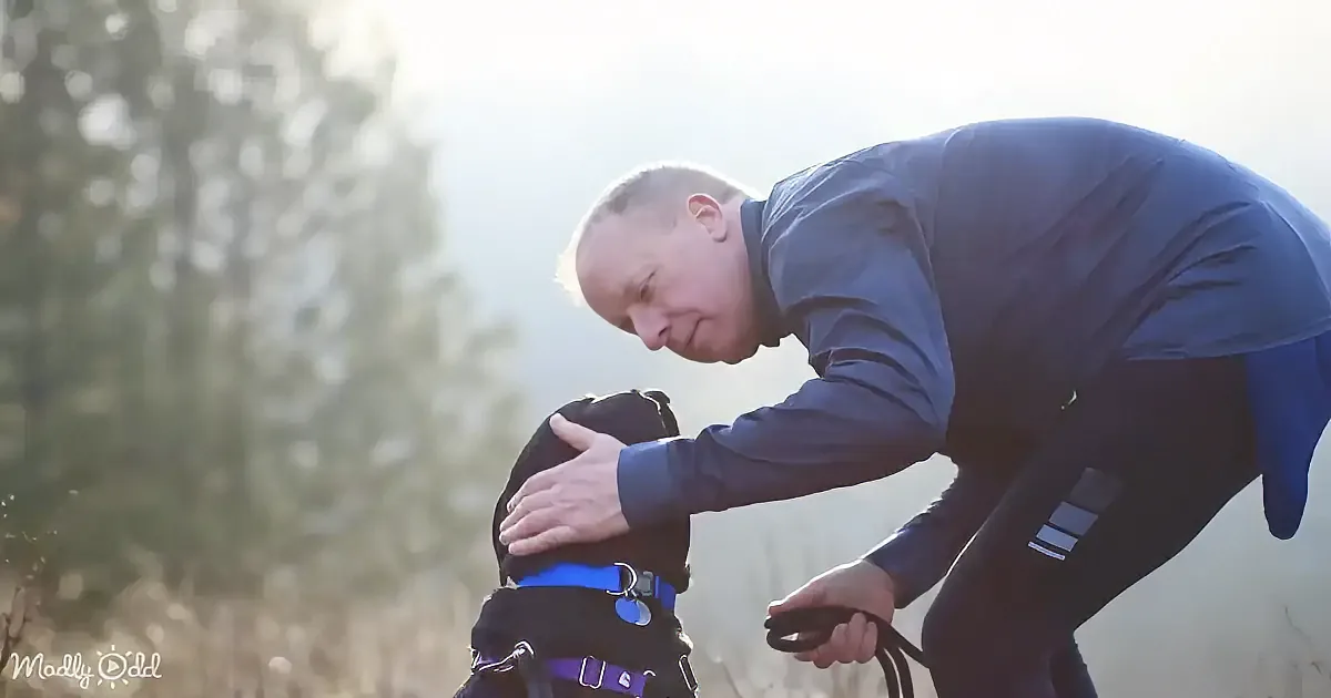 A man in a blue shirt bends down to pet a black dog wearing a blue harness in a sunny outdoor setting.