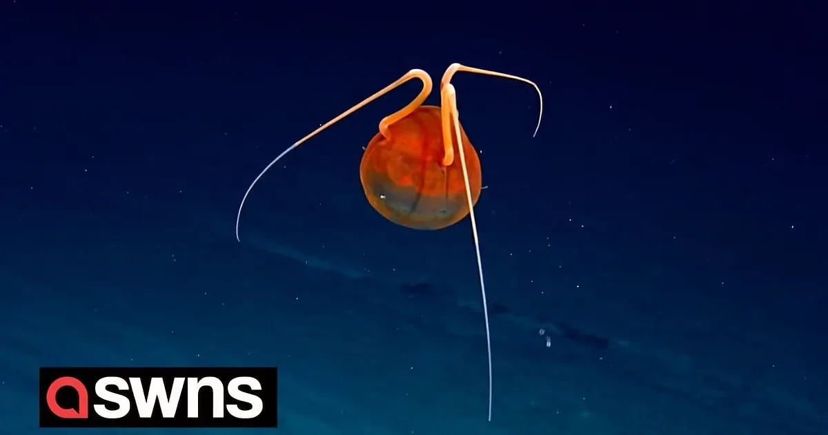 Scientists Stunned by Sighting of Rare Jellyfish Seen Only Once Before