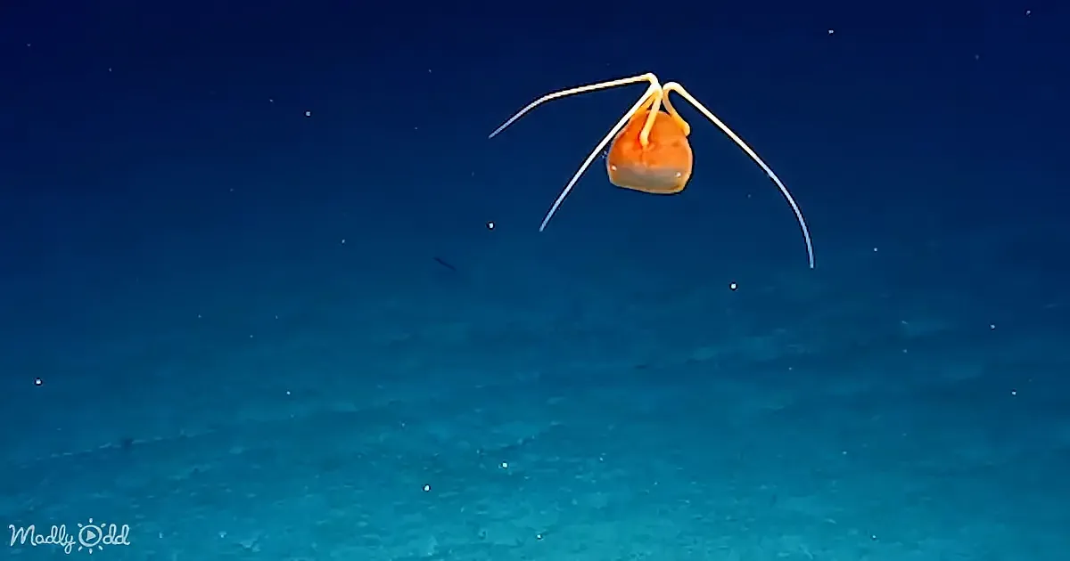 An orange, jellyfish-like creature with long, thin appendages floats in a deep blue ocean.