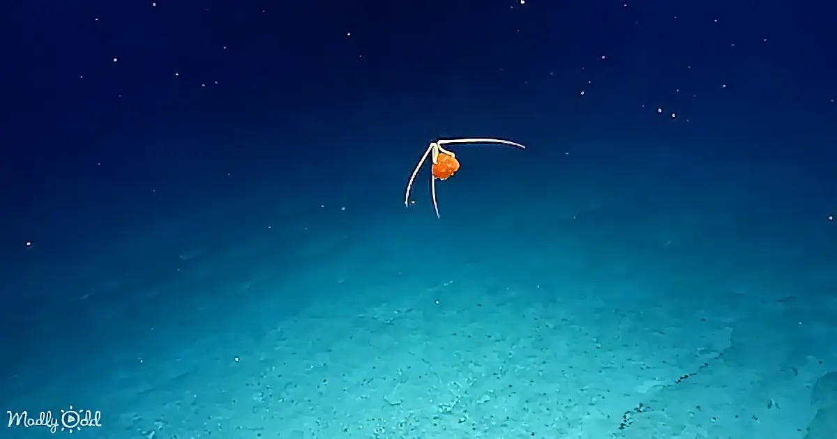 A small orange creature with long appendages floats in a deep blue, starry underwater environment.