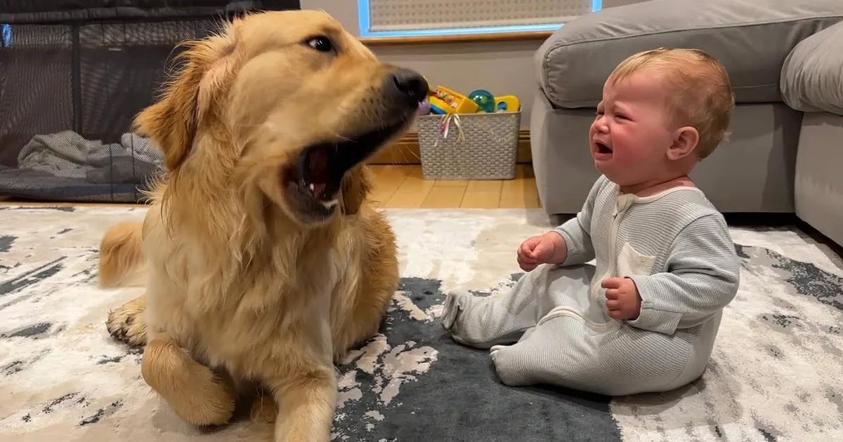 4m Watch as Sweet Golden Retriever Apologizes With Kisses After Making Baby Cry