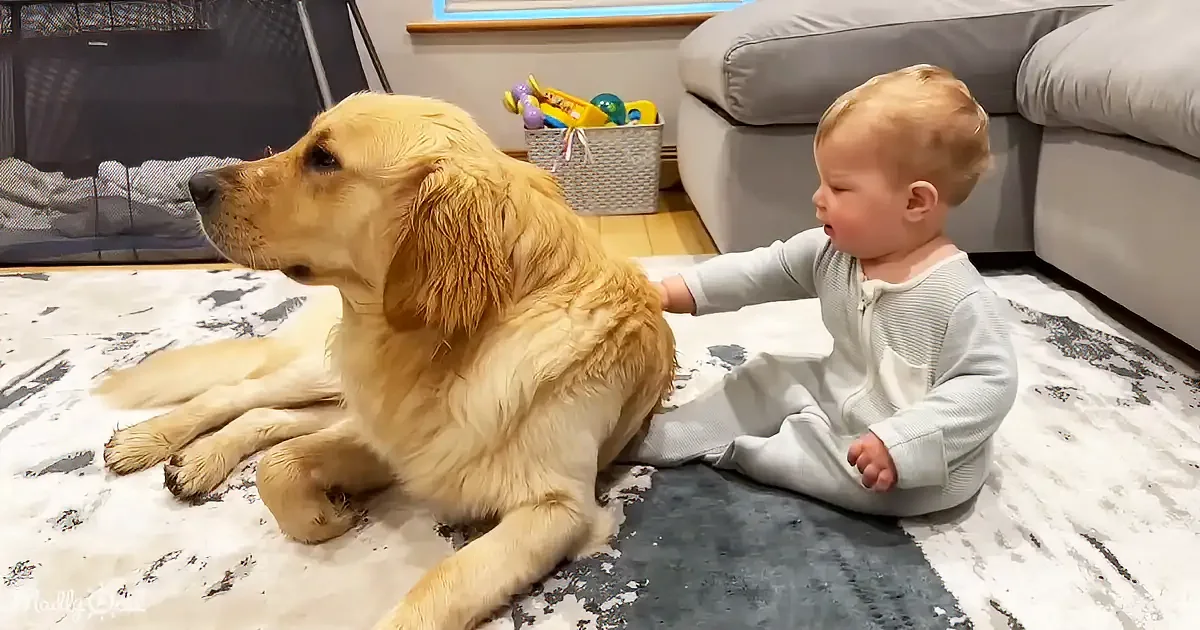 A baby in a light blue outfit sits on a rug, gently petting a golden retriever lying beside them.