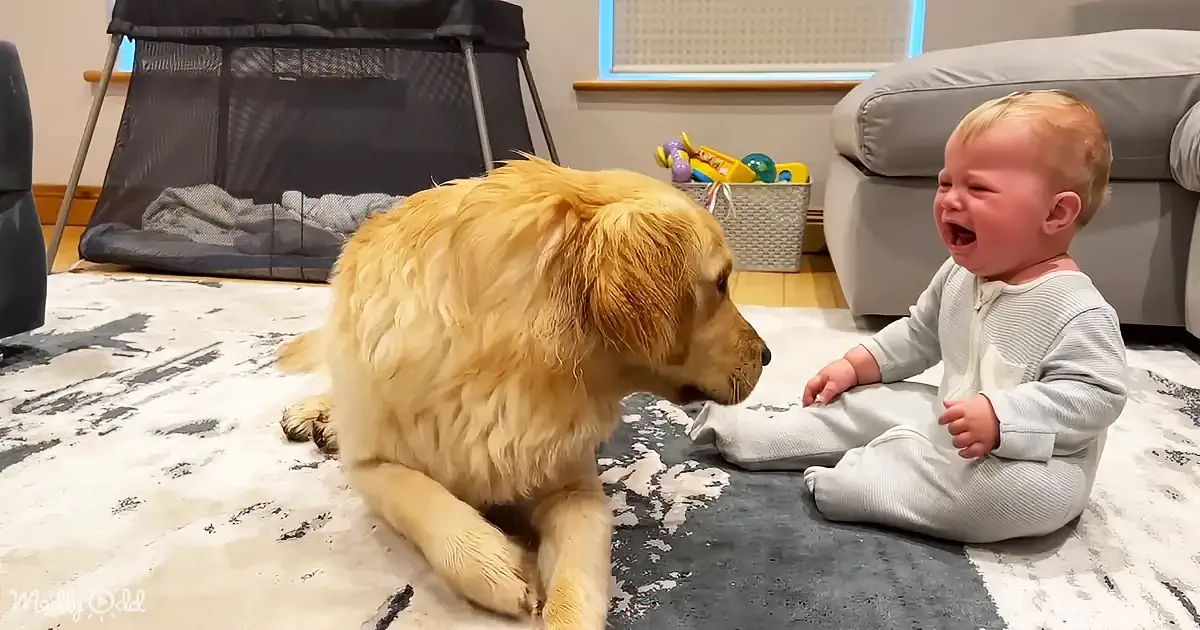 A golden retriever and a baby sit on a rug, the dog gently interacting with the baby.