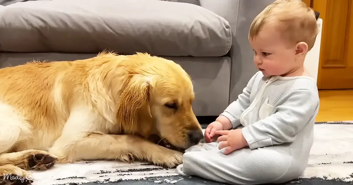 A golden retriever gently interacts with a baby, both sitting on a white rug near a gray couch.
